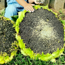 Sonnenblumensamen mongolische - sonnenblumensamen,