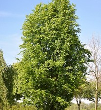 Säulen Rotbuche Dawyck