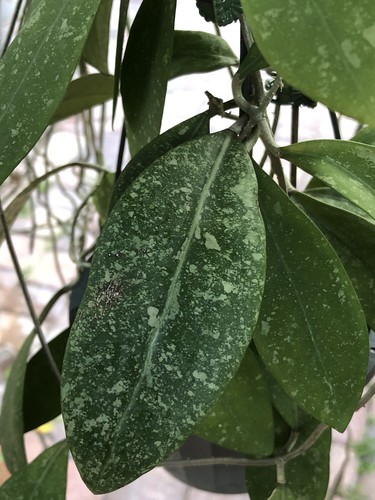 Hoya elmeri splash - elmeri, (rooted