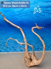 🪸 Moorkienwurzel-