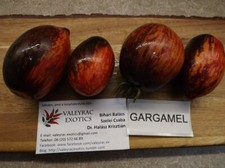 Gargamel Tomate - Tomato 5+