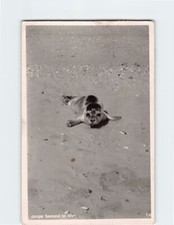 Postcard Junger Seehund im