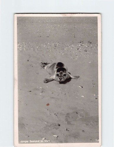 Postcard junger seehund - seehund, im