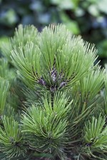 Pinus heldreichii 'Den Ouden', Bosnische Kiefer, 70–80 cm