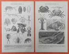 Krustentiere Crustacea Wollkrabbe Einsiedlerkrebs Flusskrebs  Holzstich 1894