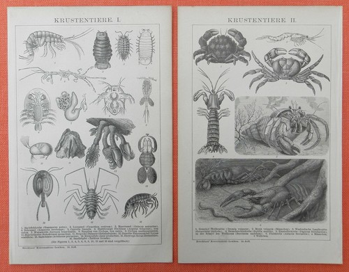 Krustentiere crustacea - krustentiere,