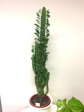 Kaktus Sukkulente "Euphorbia