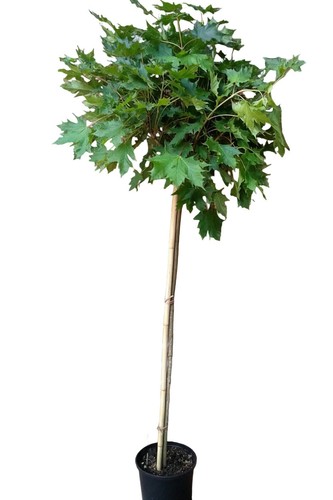 Acer platanoides globosum - acer,