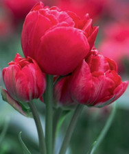 10 Gefüllte verzweigte