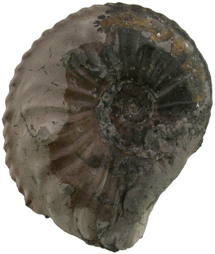 Lias amaltheus gibbosus - ,