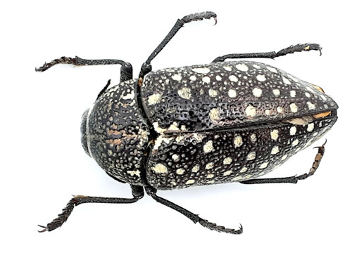 Buprestidae julodis - buprestidae,,