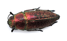 Buprestidae, Psiloptera