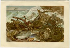 Krabben Strand Meeresbrandung