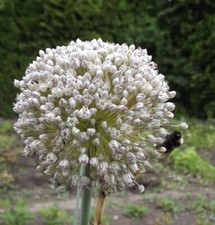 @ (◕‿◕)\@ Allium ampeloprasum - Elefantenknoblauch  3 Blumenzwiebeln