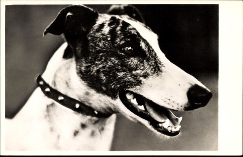 Windhund hundeportrait - ak,