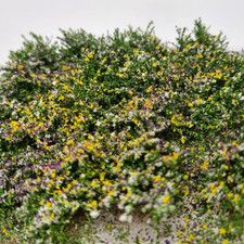 Mini Büsche Premium Mix - 16 Stück - Modellbau, Diorama, Eisenbahn Landschaft