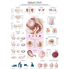 anatomische Lehrtafel Geburt Anatomie Poster, Lehrposter, Größenwahl