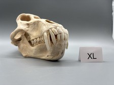 XL Pavian Schädel (Papio) –
