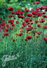 Dianthus cruentus Blut-Nelke