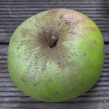 Westfälische Tiefblüte robuste Sorte Hochstamm 180 cm Stamm wurzelnackt Sämling