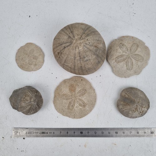 Konvolut seeigel fossilien - konvolut,