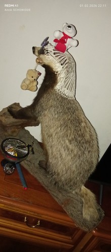 Dachs tierpräparat rarität - dachs,