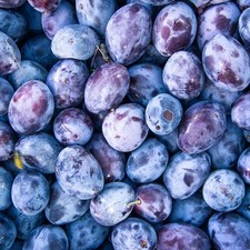 Pflaume Hauszwetsche -