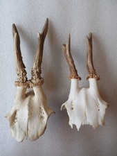 2 x Rehgehörn Rehgeweih ohne Brett Zum Basteln oder Sammeln