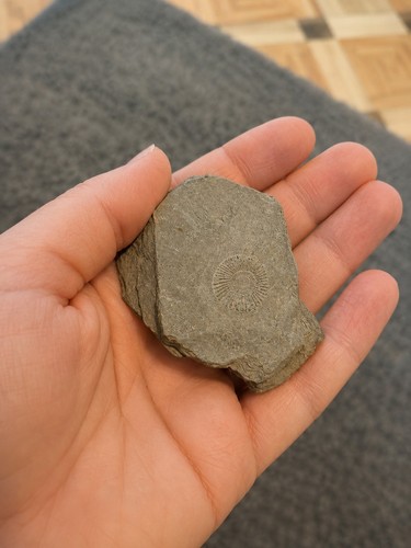 Ammoniten fossil schiefer - ammoniten-fossil,