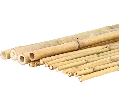 Tonkin bambusrohr 200cm - tonkin,