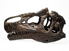 Allosaurus jimmadseni 'big al two' Schädel