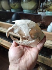 Schädel Stachelschwein Hystricidae Skelett Taxidermy Präparat Nicht Geschützt