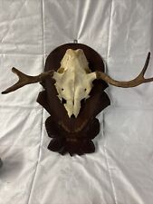 Elchgeweih Geweih Schweden