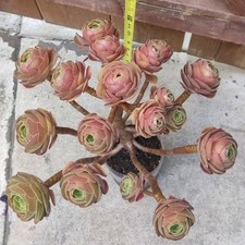 Door Pick Up Any 2 Year-old