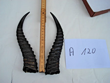 Springbock Hörner Schläuche Krucken Krampus Maskenbau Geweih A 120
