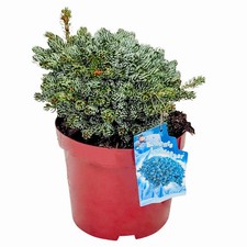 Eissilberne Zwerg-Lockentanne