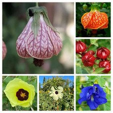 TROPISCHE ESSBARE BLUMEN -