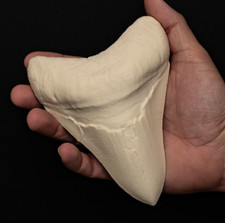 Megalodon Zahn Replik Fossil