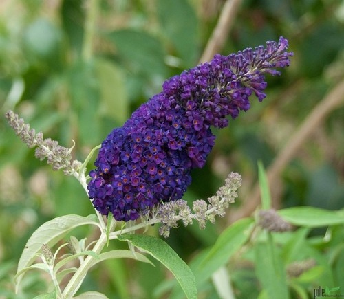 Sommerflieder buddleja davidii - buddleja,