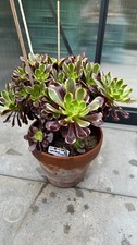 131.Aeonium Old Stem Super Bang Crested 89€   
