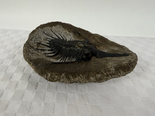 Antikes fossil trilobiten - antikes,