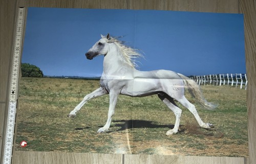 Pferdeposter vom ponyclub - pferdeposter, ponyclub,