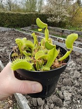 Venusfliegenfalle Dionaea