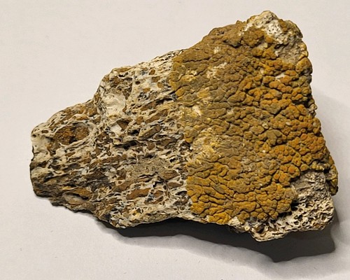 Triceratops limb becken hell - limb, /