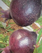 Punica granatum 'Nero' - schwarzer Granatapfelbaum - Pflanze 30-50cm - Frost