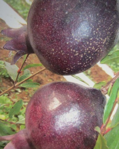 Punica granatum nero - punica, 'nero'