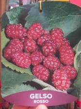 Morus 'Rosso' - roter Maulbeerbaum - Winterharte 140-170cm