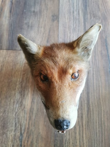 Rotfuchs kopfpräparat - kopfpräparat,