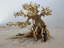 Aquariumwurzel, Bonsai