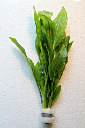 Echinodorus bleheri große - echinodorus, bleheri,große